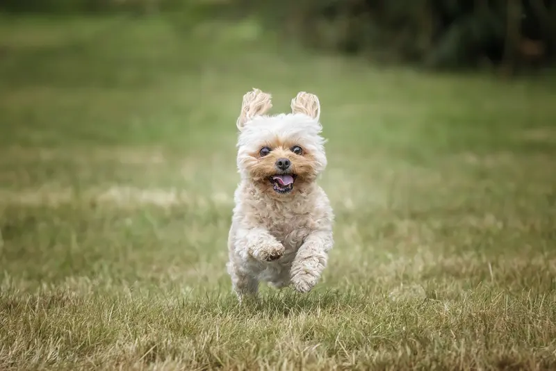 Dodatkowe usługi w ramach opieki nad psem – co możesz zapewnić swojemu pupilowi?
