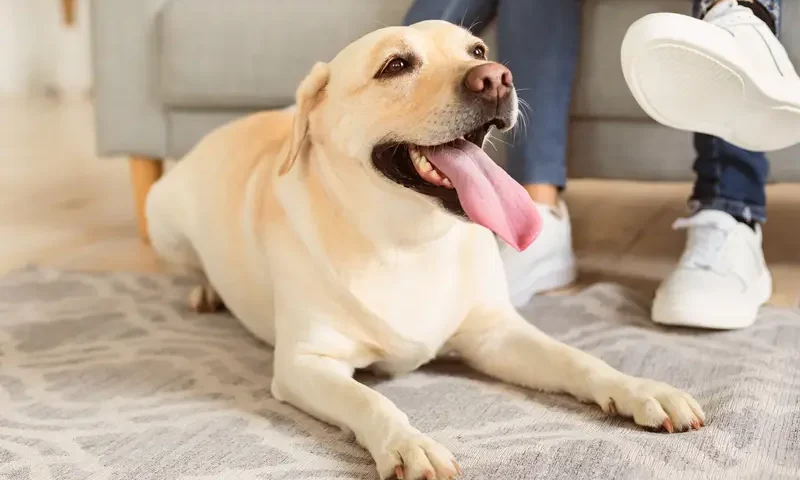 Opieka nad psem – praktyczny poradnik dla właścicieli czworonogów